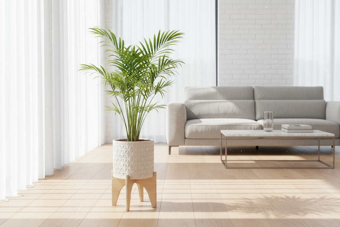 How to make the Victorian Elegance Parlor Palm a living room feature