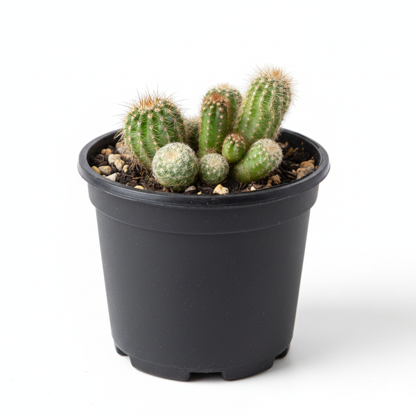 2" nursery pot with cacti