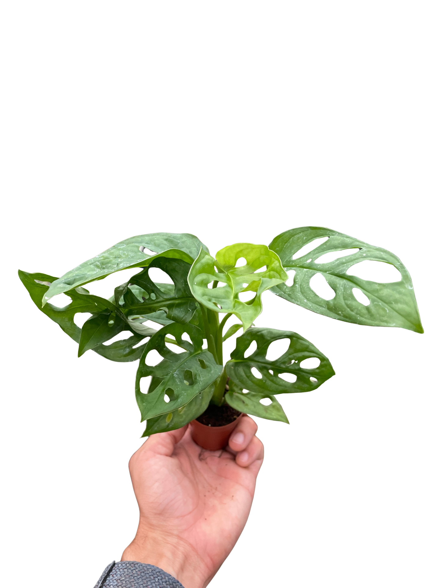 Monstera Adansonii 'Swiss Cheese'