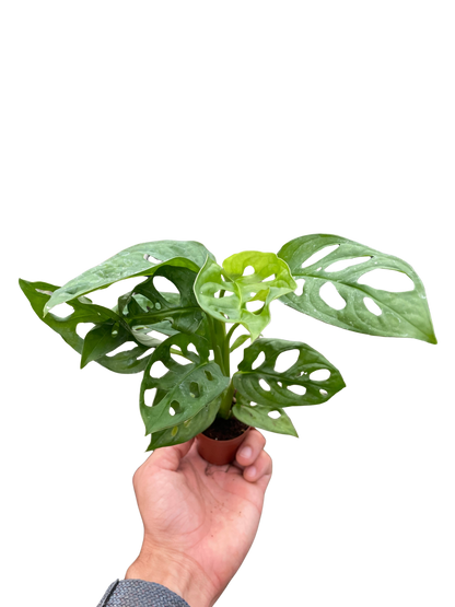 Monstera Adansonii 'Swiss Cheese'