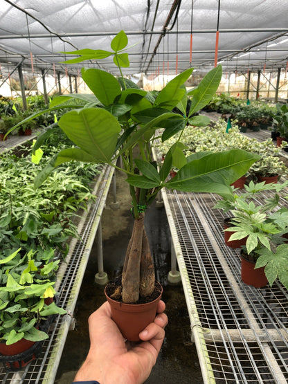 Money Tree 'Guiana Chestnut'