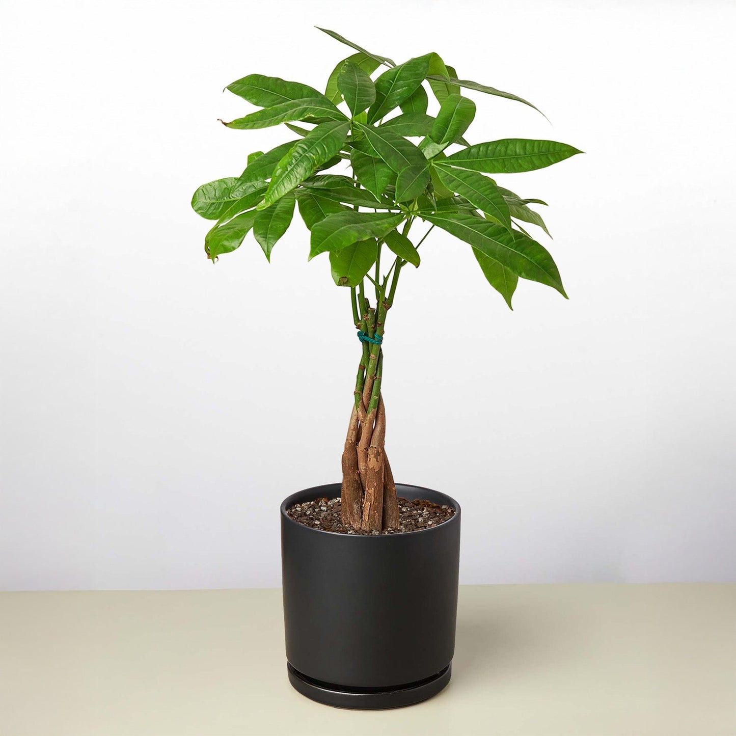 Money Tree 'Guiana Chestnut'