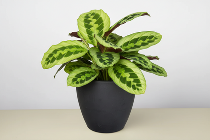 Maranta 'Lemon Lime'