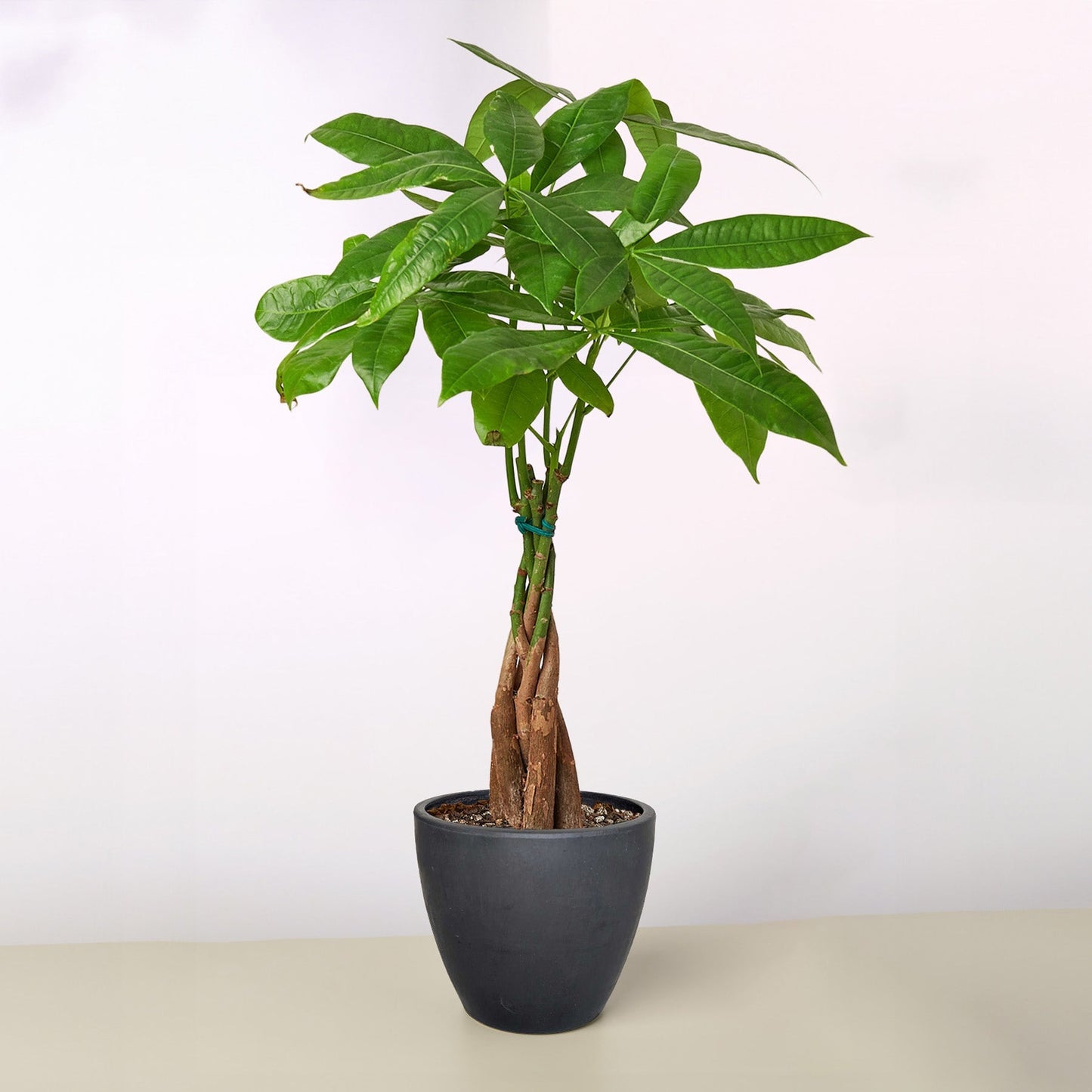 Money Tree 'Guiana Chestnut'