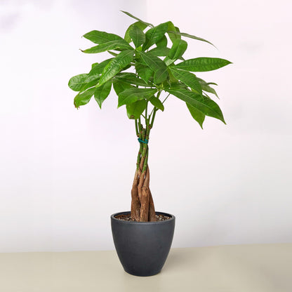Money Tree 'Guiana Chestnut'