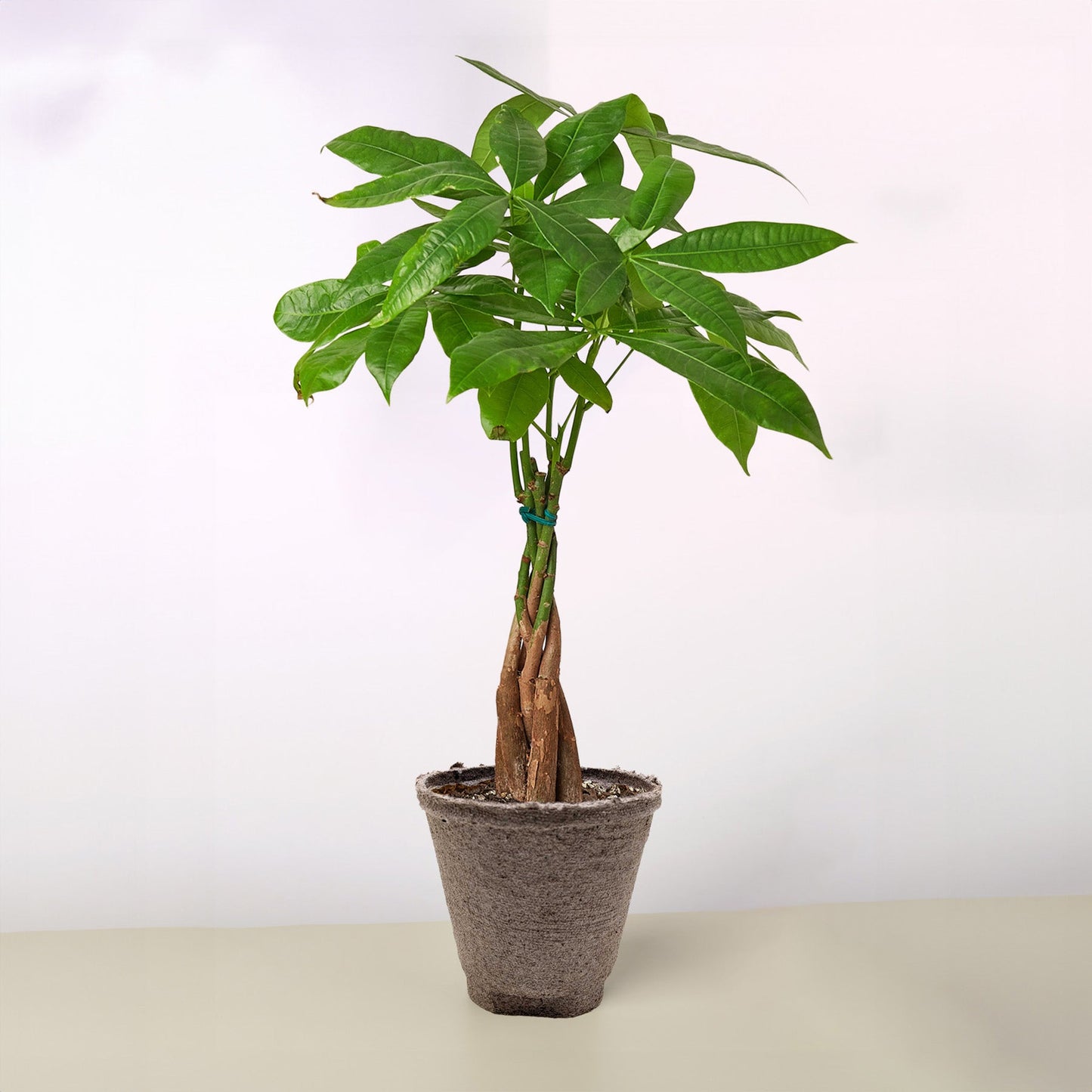 Money Tree 'Guiana Chestnut'
