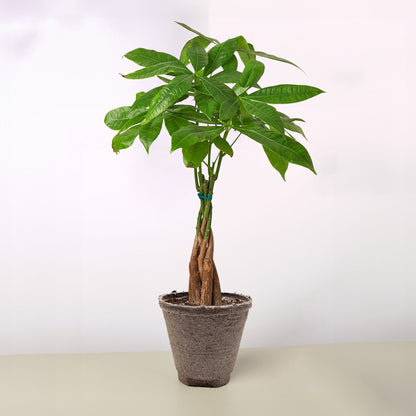 Money Tree 'Guiana Chestnut'