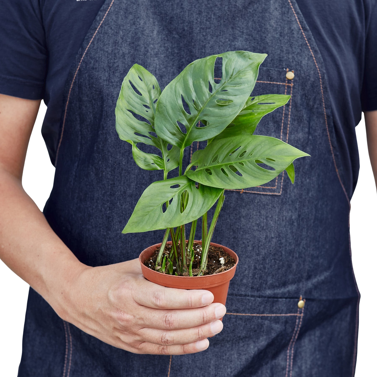 Monstera Adansonii 'Swiss Cheese'