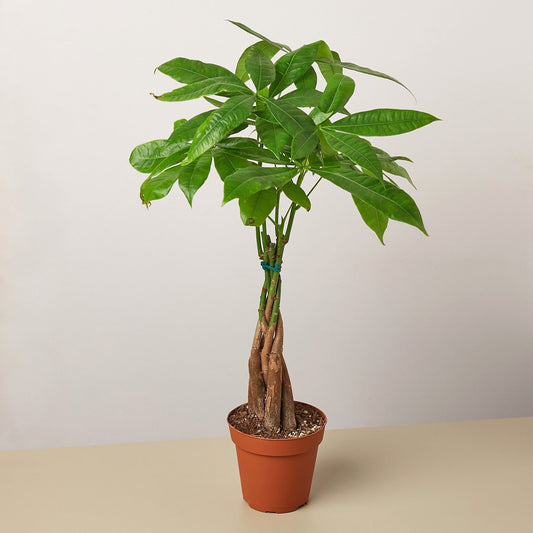 Money Tree 'Guiana Chestnut'