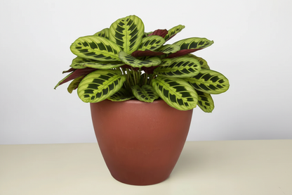 Maranta 'Lemon Lime'