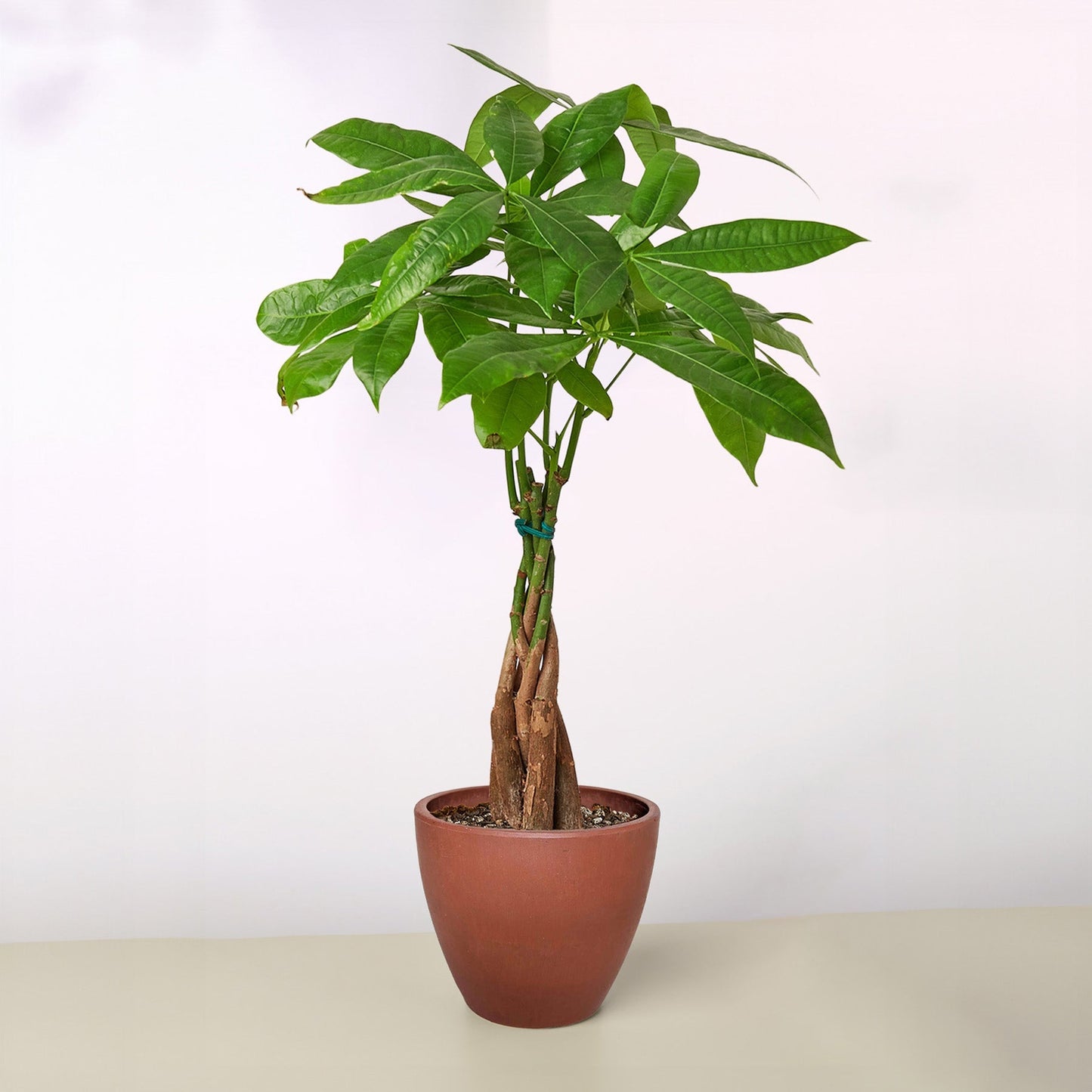 Money Tree 'Guiana Chestnut'