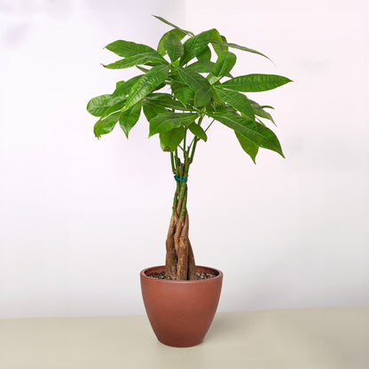 Money Tree 'Guiana Chestnut'