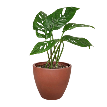 Monstera Adansonii 'Swiss Cheese'