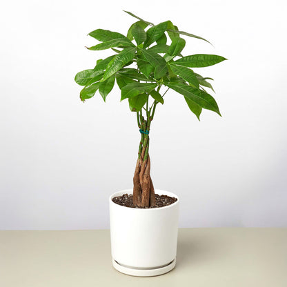 Money Tree 'Guiana Chestnut'