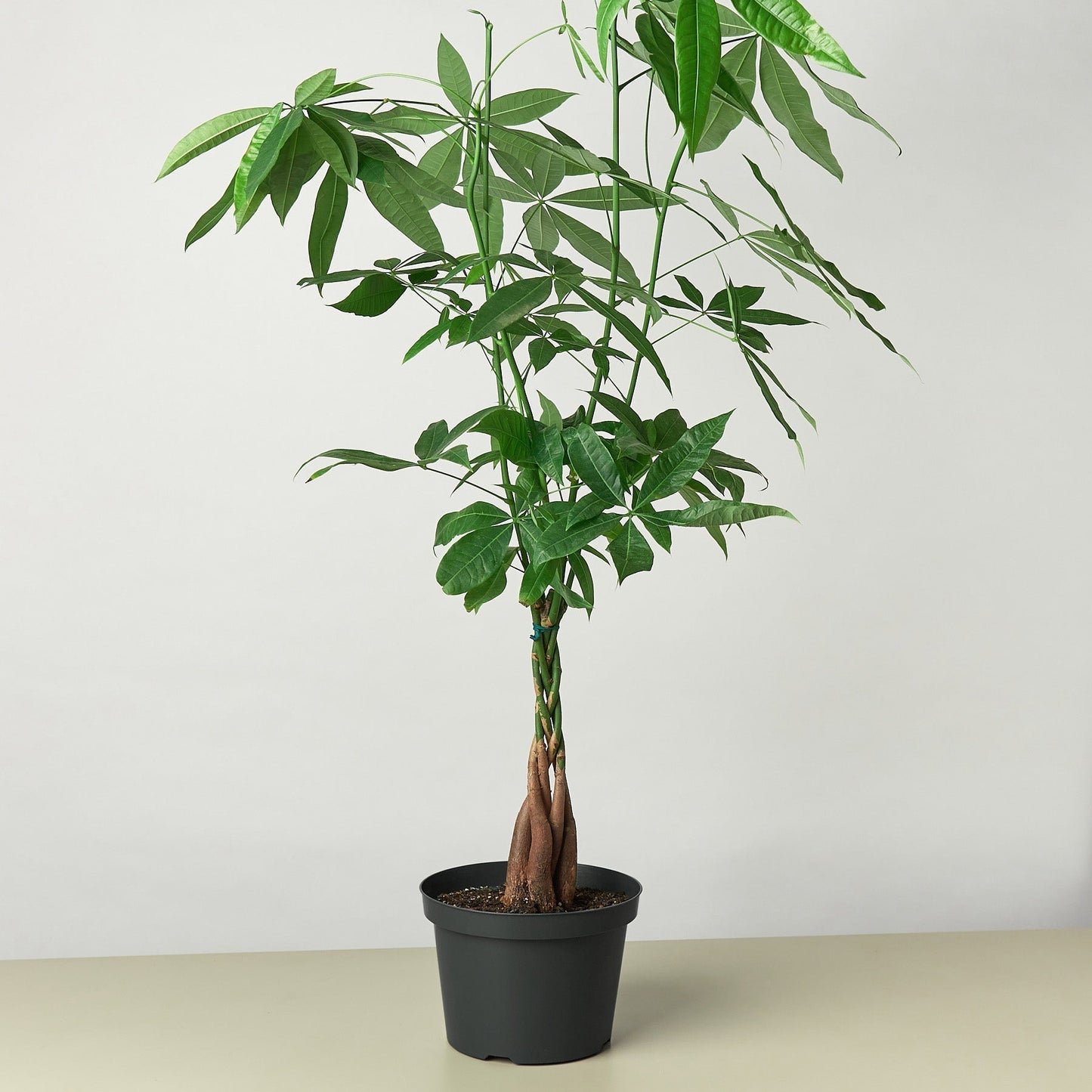 Money Tree 'Guiana Chestnut'