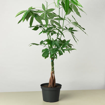 Money Tree 'Guiana Chestnut'
