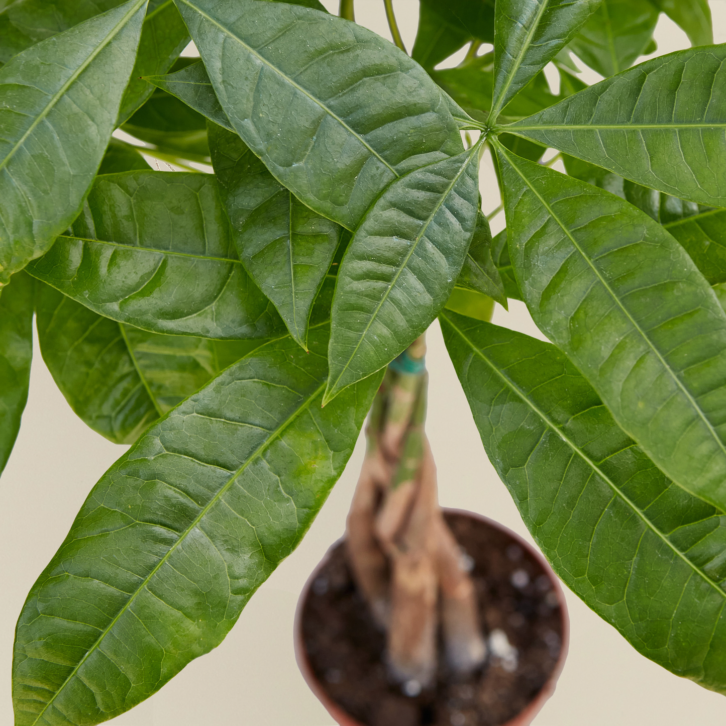 Money Tree 'Guiana Chestnut'
