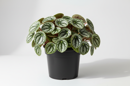 Peperomia watermelon in a 8 inches nursery pot